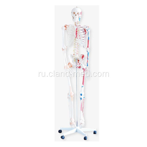 Скелет с мышцы и связки 180см высотой